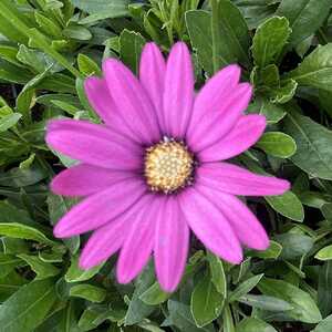 OSTEOSPERMUM 'Stardust'