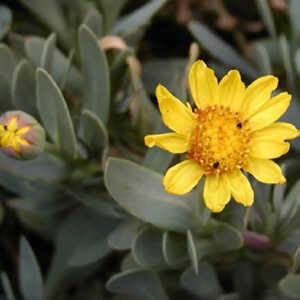 OTHONNA cheirifolia