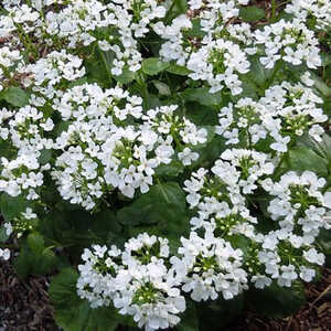 PACHYPHRAGMA macrophylla