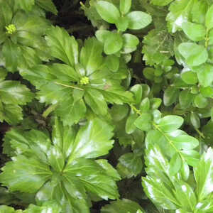 PACHYSANDRA terminalis 'Green Carpet'