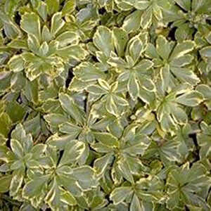 PACHYSANDRA terminalis 'Variegata'