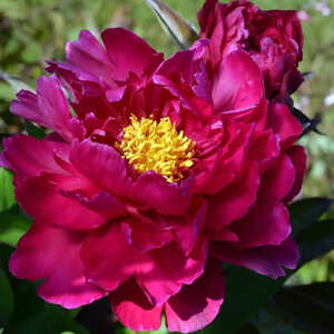 PAEONIA 'Agida'