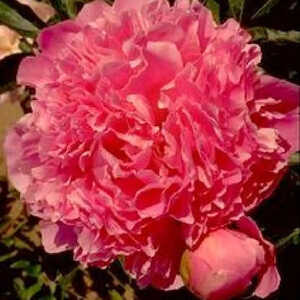 PAEONIA 'Albert Crousse'