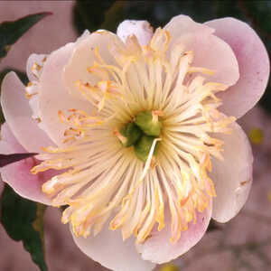 PAEONIA 'Ama No Sode'