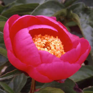 PAEONIA 'Aztec'