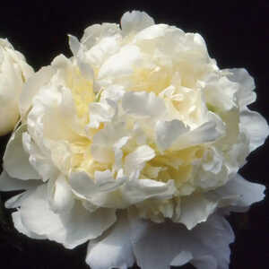 PAEONIA 'Candidissima'