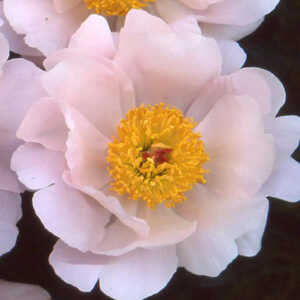 PAEONIA 'Clairette'