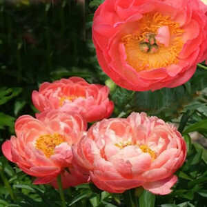 PAEONIA 'Coral Sunset'