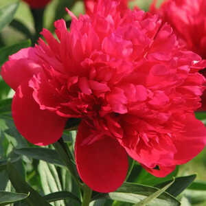 PAEONIA 'Diana Parks'