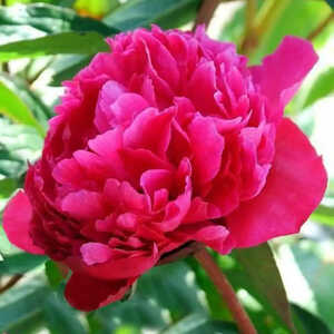 PAEONIA 'Felix Crousse'