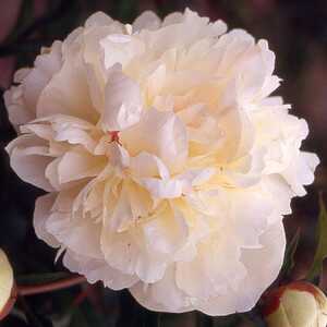 PAEONIA 'Georgiana Shaylor'