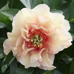 PAEONIA itoh 'Canary Brilliant'