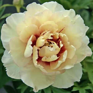 PAEONIA itoh 'Callies Memory'