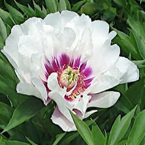 PAEONIA itoh 'Cora Louise'