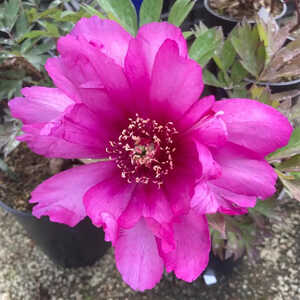 PAEONIA itoh 'First Arrival'