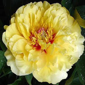 PAEONIA itoh 'Golden Treasure'