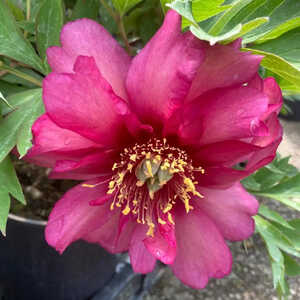 PAEONIA itoh 'Hillary'