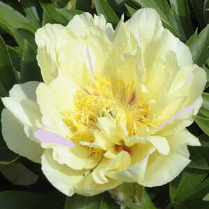 PAEONIA itoh 'Lemon Dream'