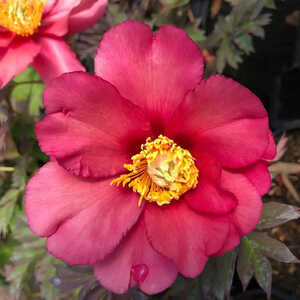 PAEONIA itoh 'Old Ross Dandy'