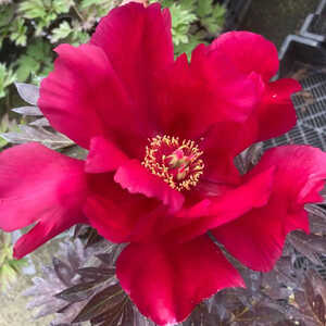 PAEONIA itoh 'Unique'
