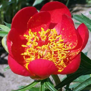 PAEONIA peregrina (lobata) 'Otto Froebel'