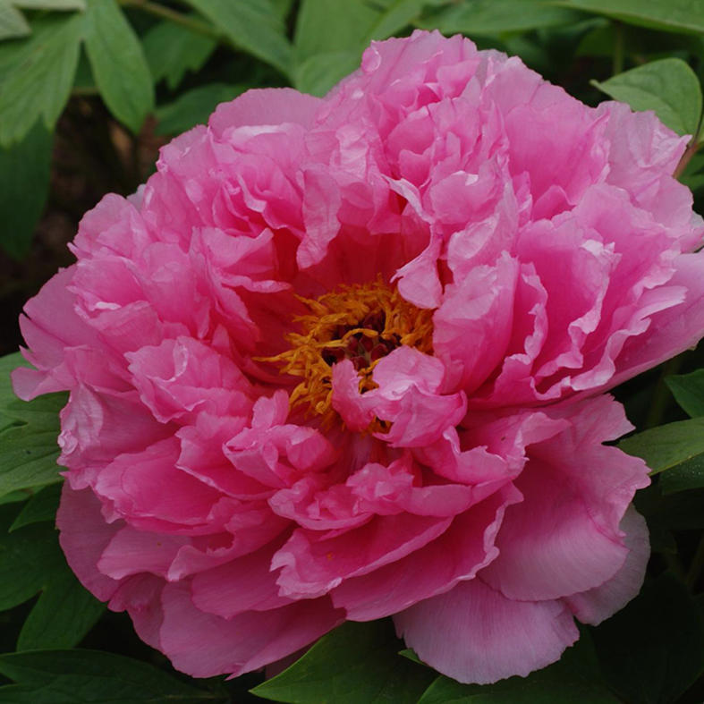 PAEONIA suffructicosa 'Rou Fu Rong'