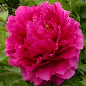 PAEONIA suffruticosa 'Wu Long Peng Sheng'