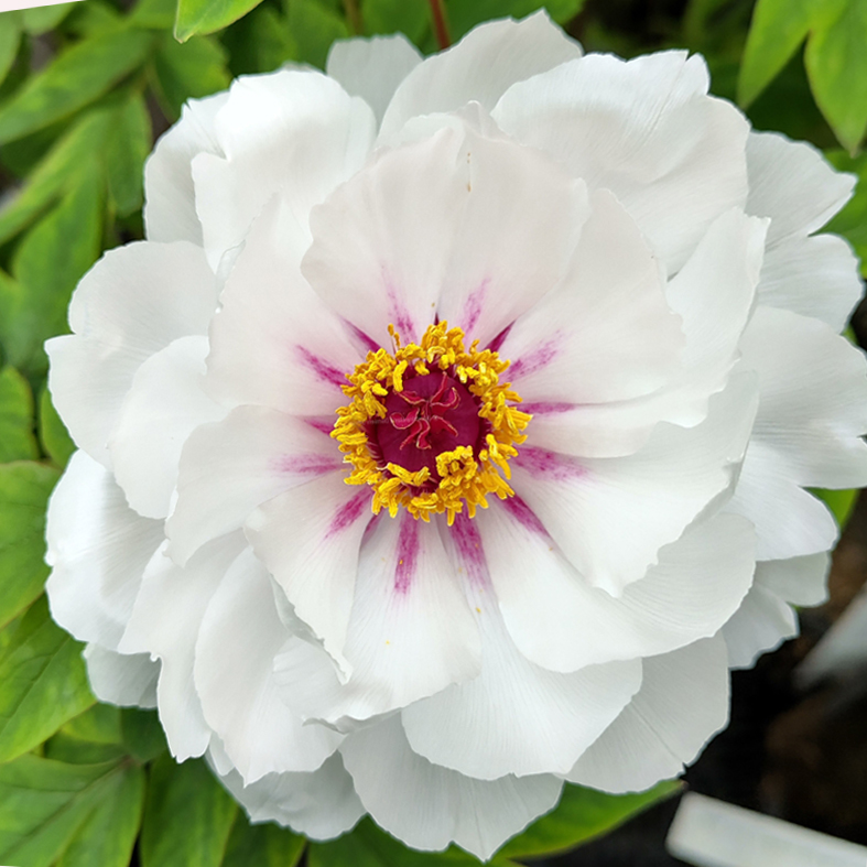 PAEONIA suffruticosa 'Yue Gong Zhu Guang'