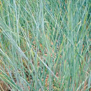 PANICUM amarum