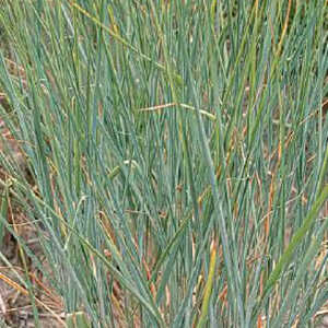 PANICUM virgatum 'Cloud Nine'