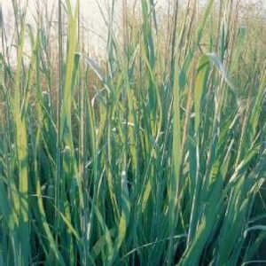 PANICUM virgatum 'Dallas Blue'