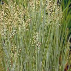 PANICUM virgatum 'Heavy Metal'