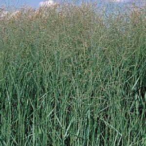 PANICUM virgatum 'Prairie Sky'