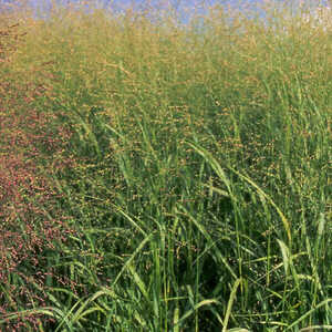 PANICUM virgatum 'Rotstrahbusch' ('Hänse Herms')