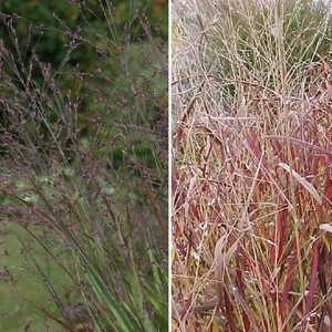 PANICUM virgatum 'Schenandoah'