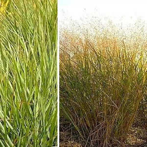 PANICUM virgatum 'Warrior'