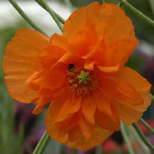 PAPAVER atlanticum