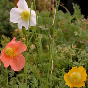 PAPAVER burseri