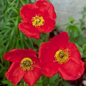 PAPAVER nudicaule 'Matador'