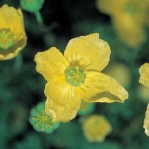 PAPAVER nudicaule 'Pacino' (miyabeanum)