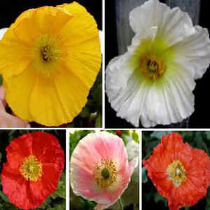 PAPAVER nudicaule