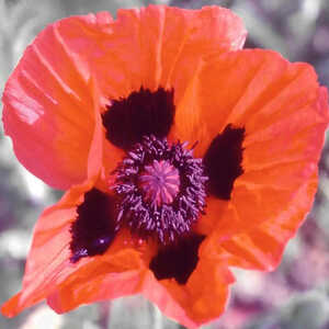 PAPAVER orientale 'Allegro'