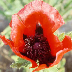 PAPAVER orientale 'Beauty of Livermere'