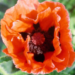 PAPAVER orientale 'Catharina'