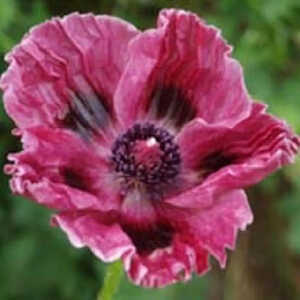 PAPAVER orientale 'Central Park'