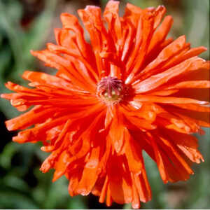 PAPAVER orientale 'Fire Ball'