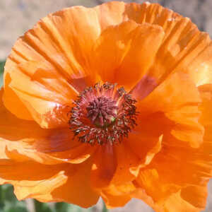 PAPAVER orientale 'Harvest Moon''