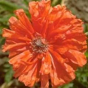 PAPAVER orientale 'May Queen'