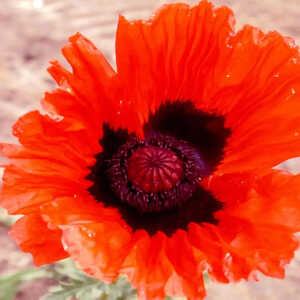 PAPAVER orientale 'Mary Finan'