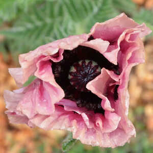 PAPAVER orientale 'Mrs Perry'